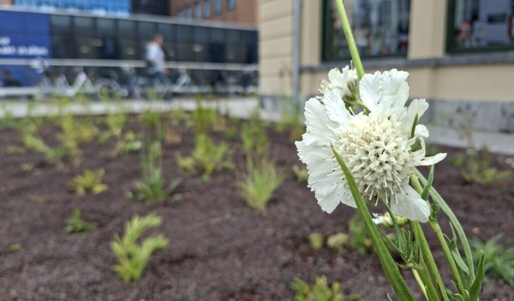 ns station Leeuwarden aanleg vaste planten verhoeve groen