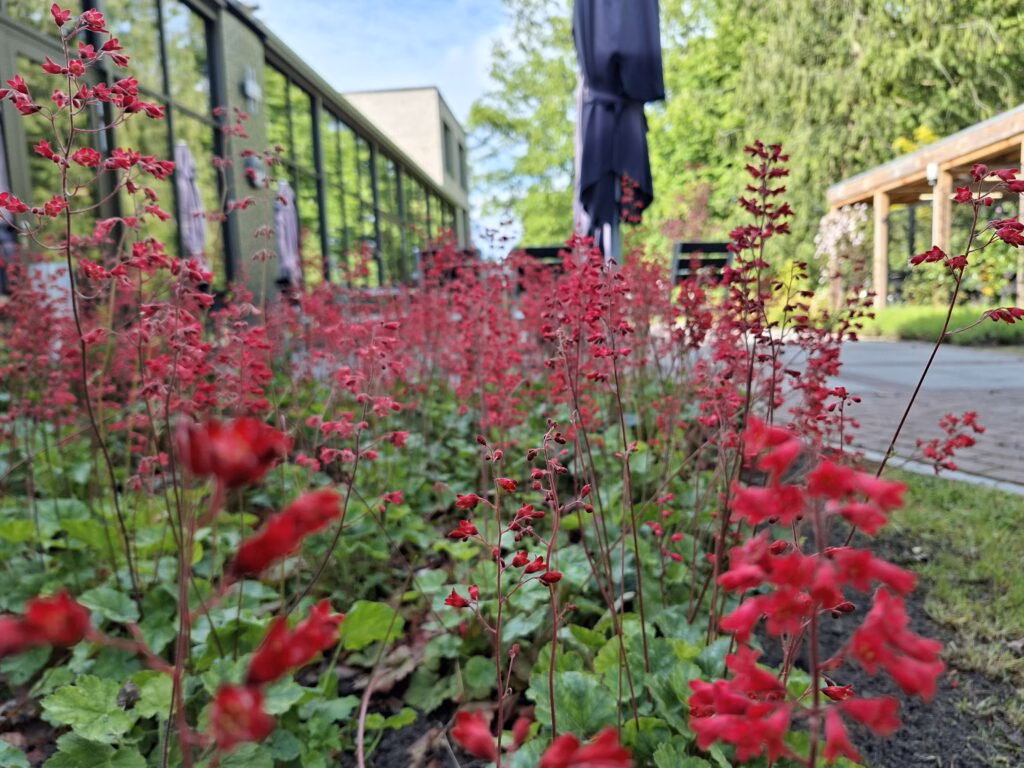 groenaanleg - groenonderhoud zorginstelling verhoeve groen