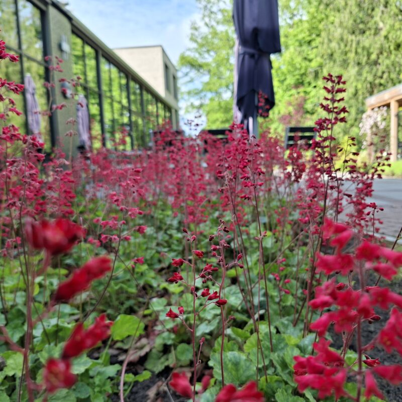 groenaanleg - groenonderhoud zorginstelling verhoeve groen