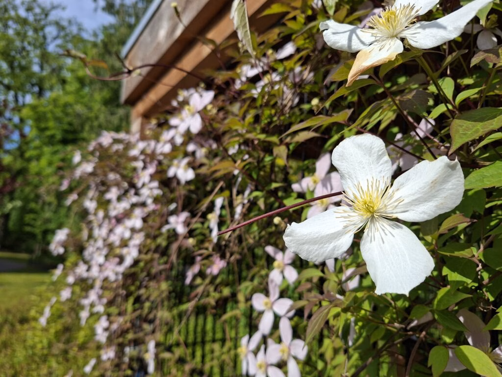 clematis verhoeve groen