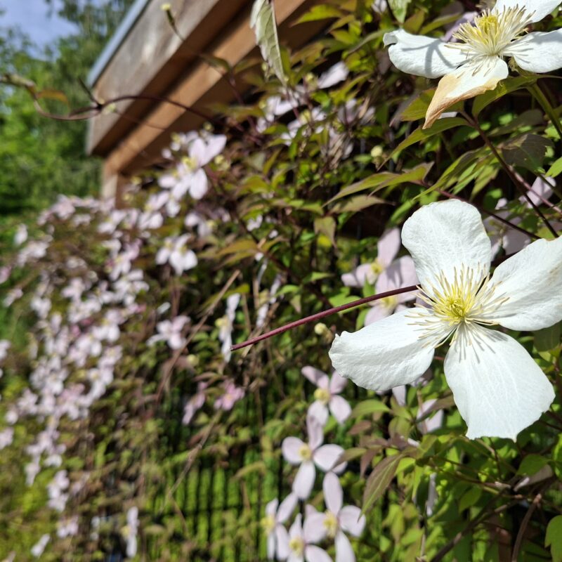 clematis verhoeve groen