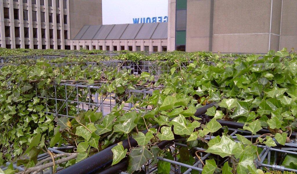 groene gevel westblaak rotterdam verhoeve groen biodiversiteit