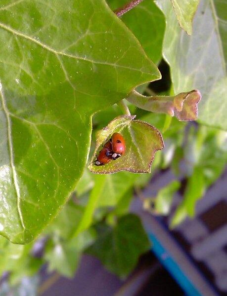 groene gevel westblaak rotterdam verhoeve groen biodiversiteit