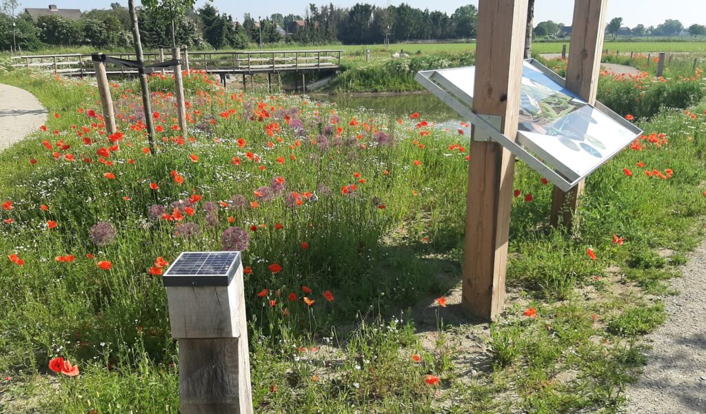 overzicht inheemse wilde planten verhoeve groen