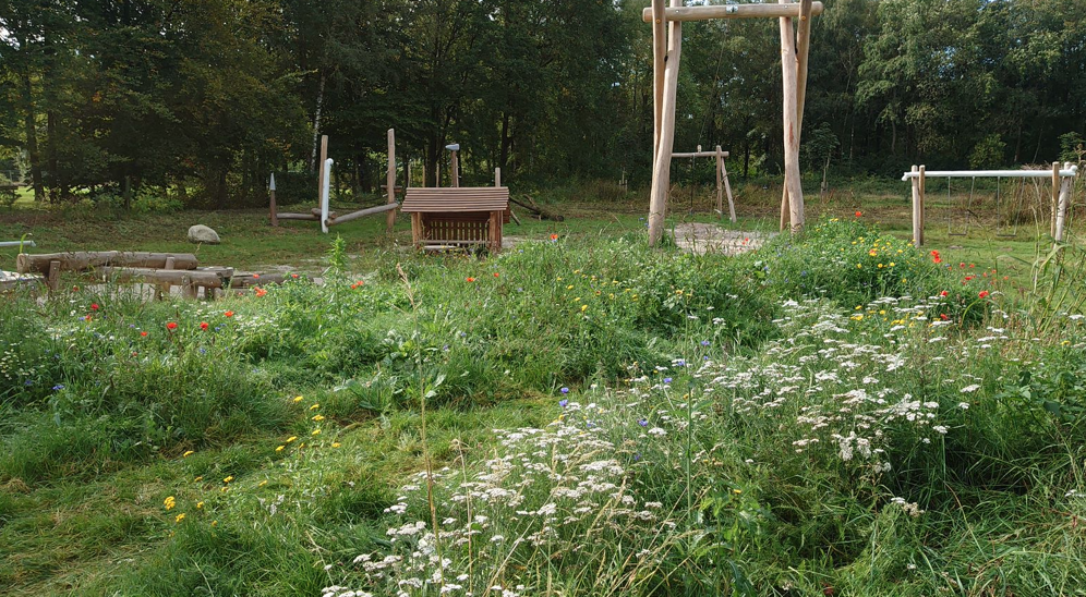 inheemse wilde planten verhoeve groen