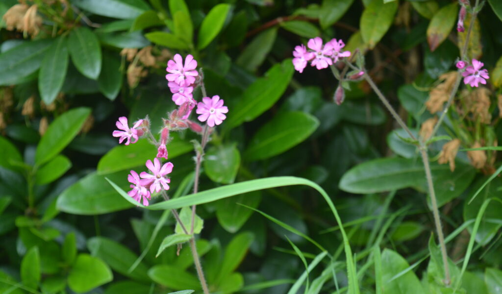 koeksbloem verhoeve groen inheems