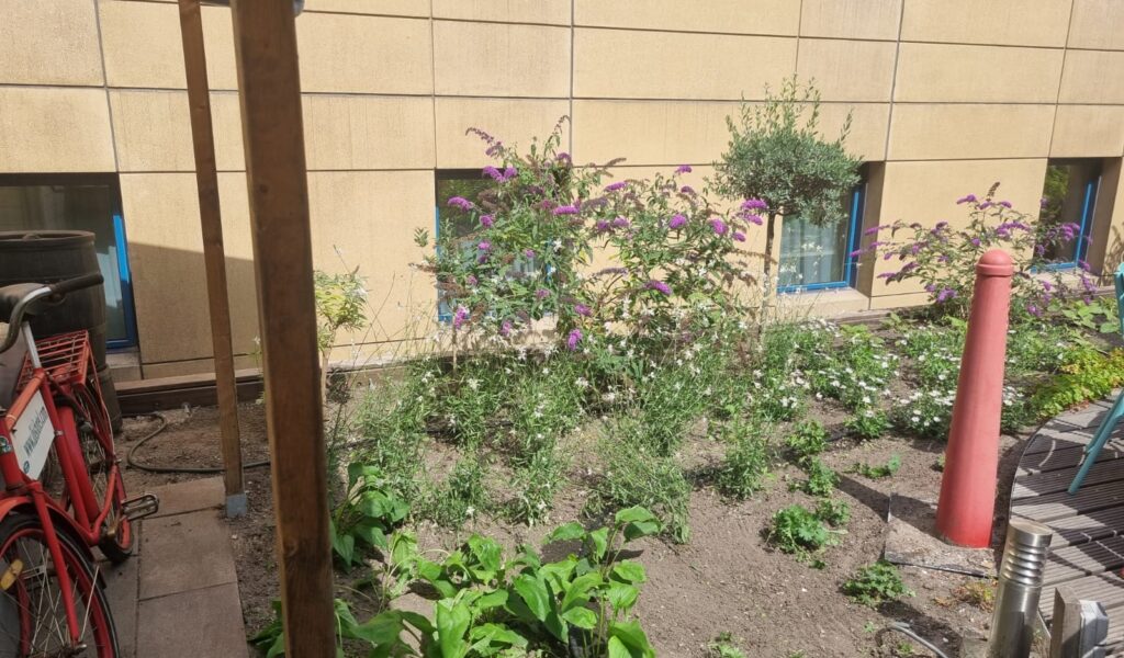 Bloeiende vaste planten die bijdragen aan de biodiversiteit in de binnentuin.