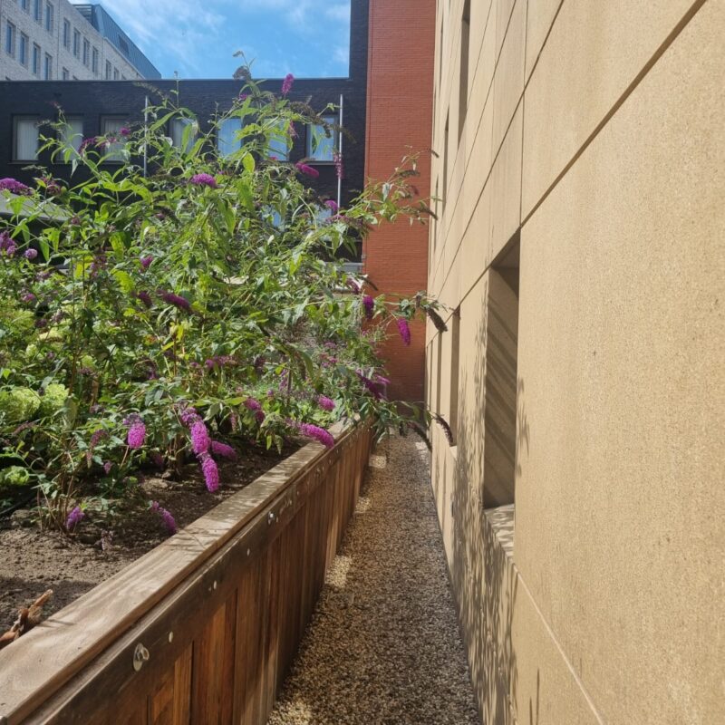Vervangen damwand langs het plantvak tijdens de renovatie van de binnentuin in Amsterdam.